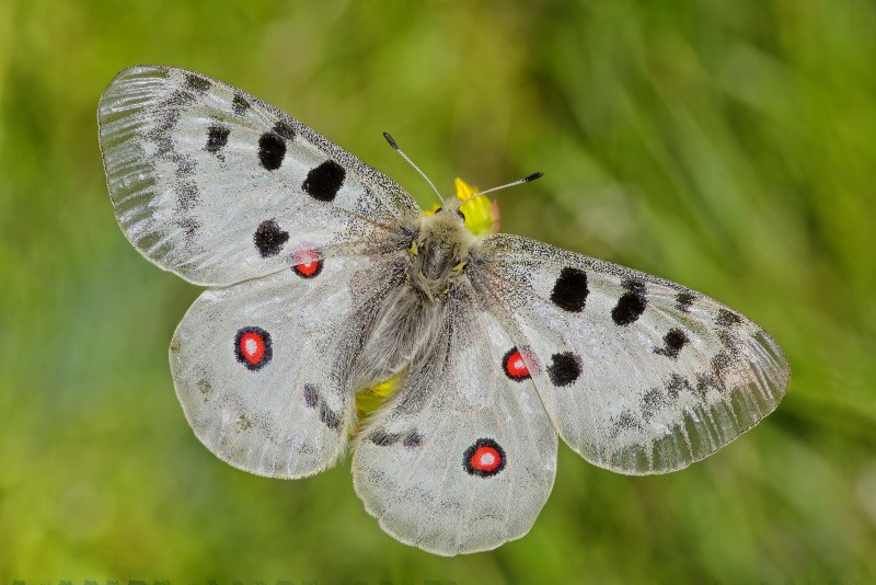 Parnassius Apollo Linnaeus, 1758
