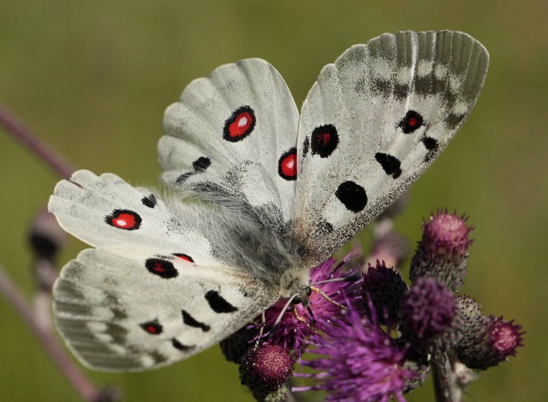 Аполлон (Parnassius Apollo)