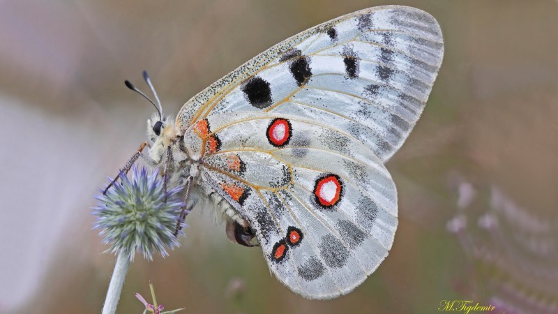 Аполлон обыкновенный (Parnassius Apollo)