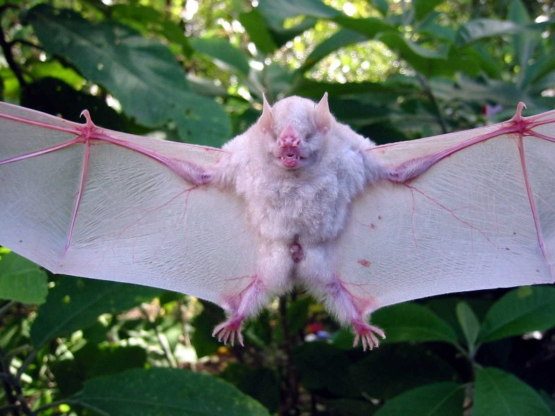 Ectophylla Alba