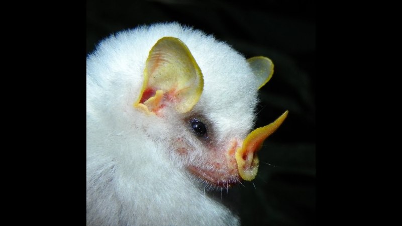 Ectophylla Alba