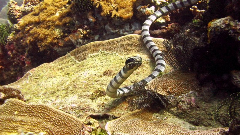 Морской Крайт плоскохвост