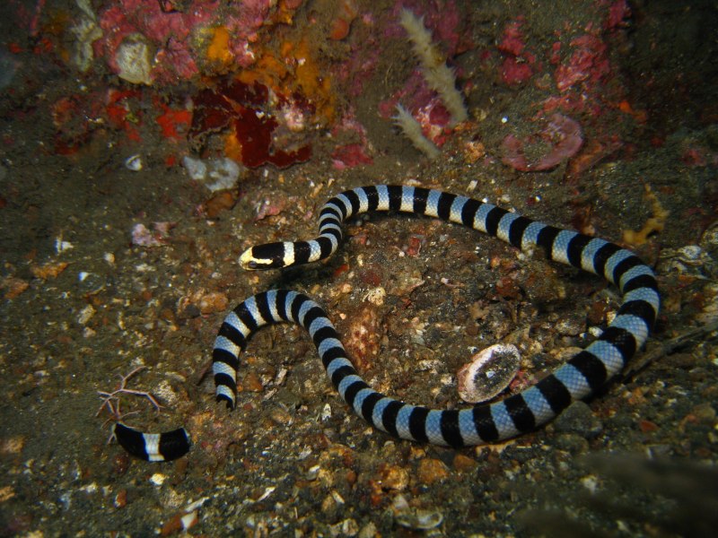 Коротконосая морская змея
