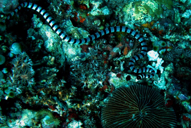 Оливковая морская змея Дюбуа
