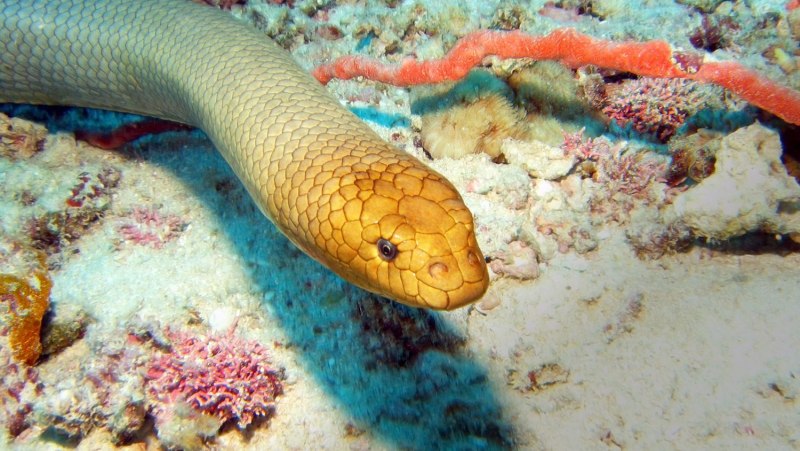 Морская змея Желтогубый плоскохвост