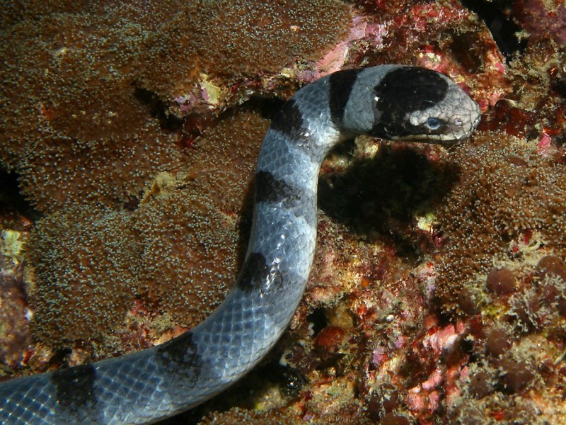 Морская змея дышит