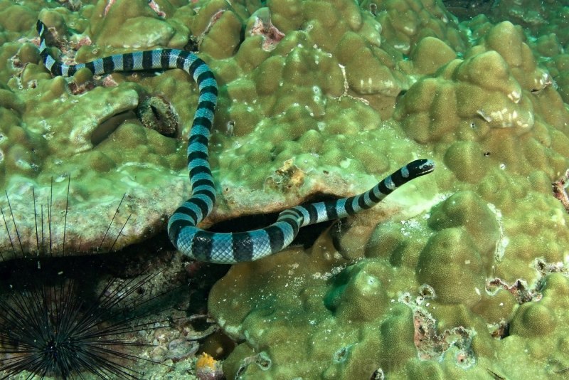 Aipysurus laevis