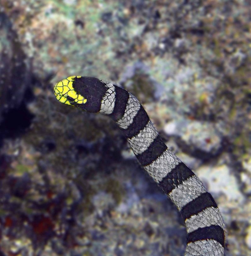Клюворылая морская змея (69 фото)