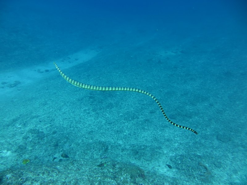 Myrichthys maculosus