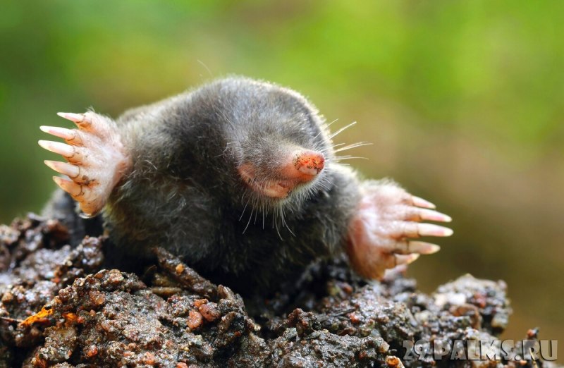 Крот обыкновенный (talpa europaea)