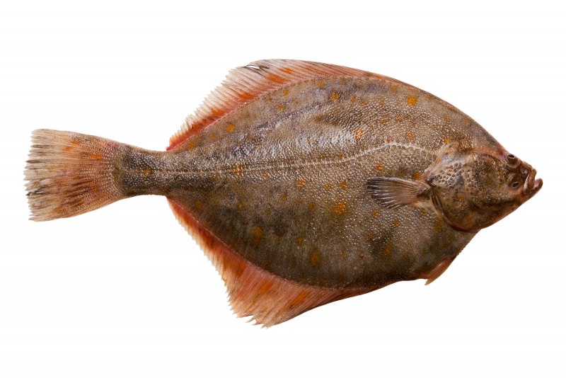 Камбала pleuronectes platessa
