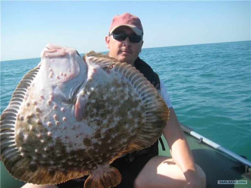 Морская камбала