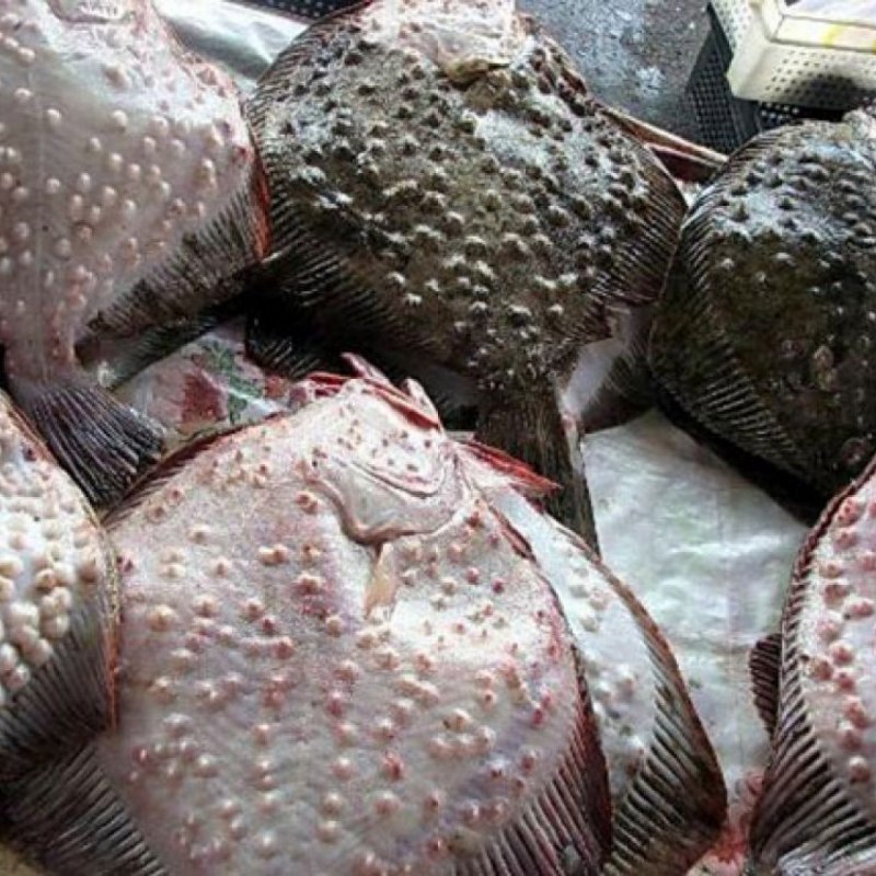 Морская камбала глаза