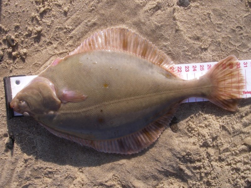 Камбала Калкан в черном море
