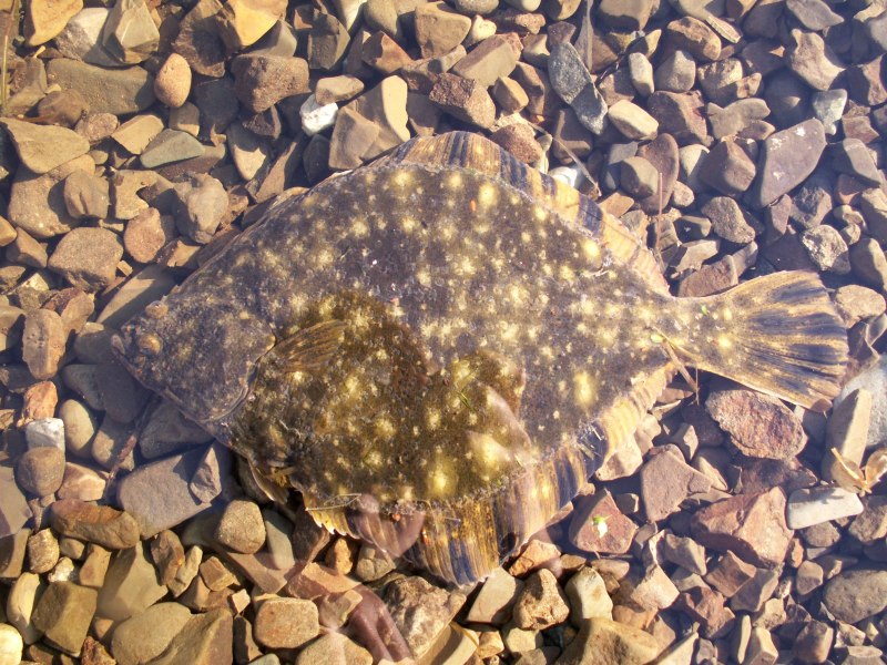 Морская рыба камбала