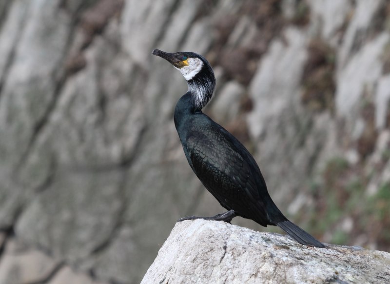 Большой Баклан Phalacrocorax Carbo