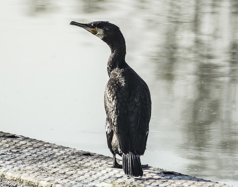 Хохлатый Баклан (gulosus Aristotelis)