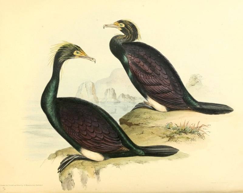 Phalacrocorax capillatus