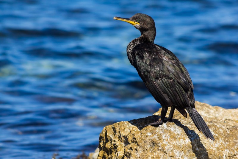 Большой Баклан – Phalacrocorax Carbo (l.)