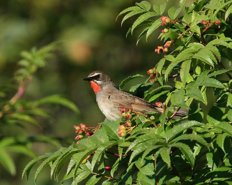 Соловей-красношейка Luscinia Calliope