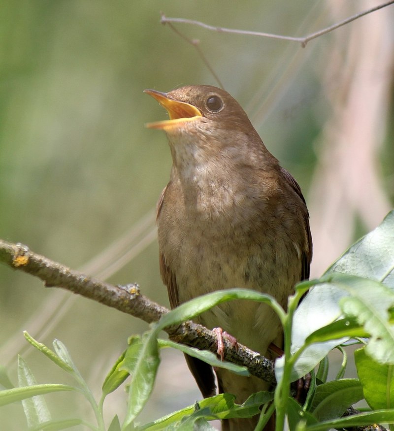 Соловей-красношейка Luscinia Calliope