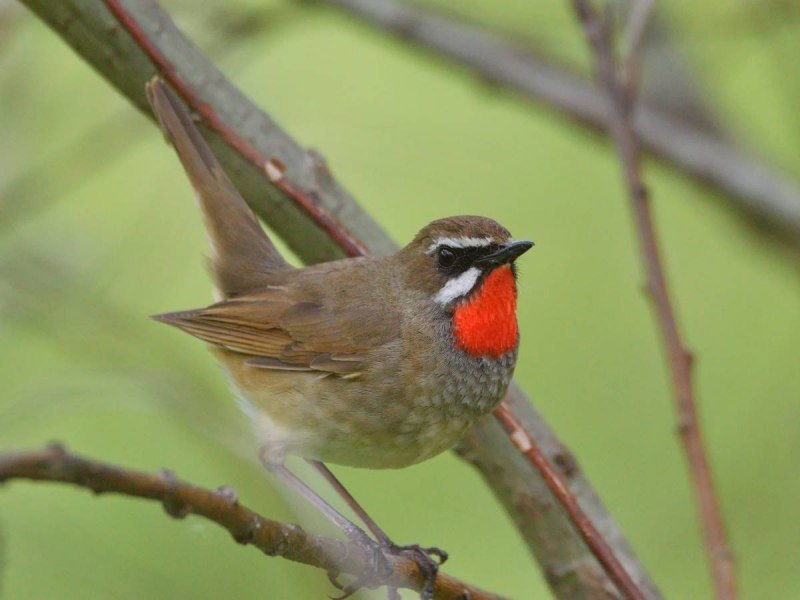 Соловей-красношейка Luscinia Calliope