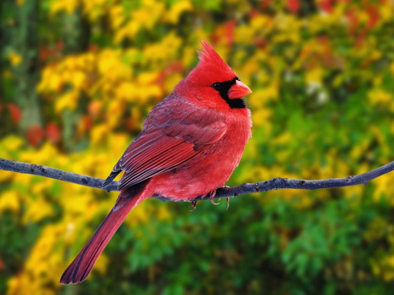 Robin Redbreast