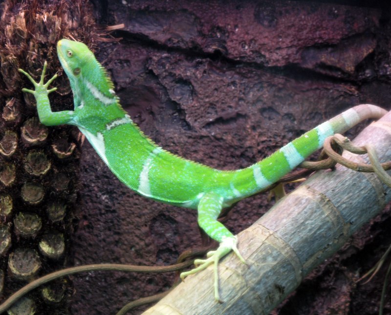 Пятнистобрюхая фиджийская игуана Brachylophus Vitiensis