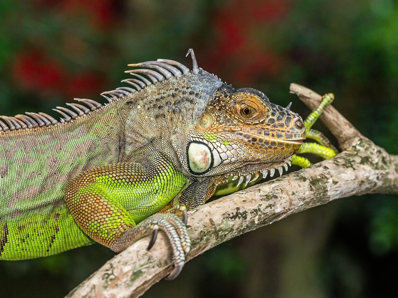 Ctenosaura similis