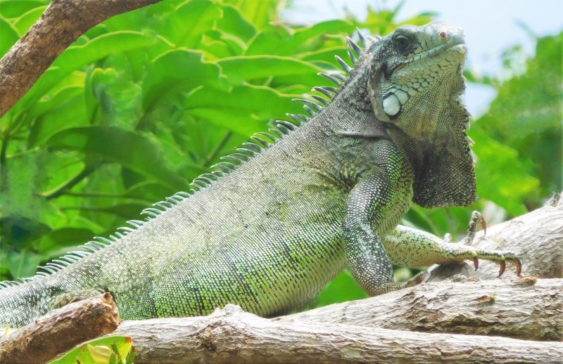 Brachylophus fasciatus — полосатая фиджийская игуана