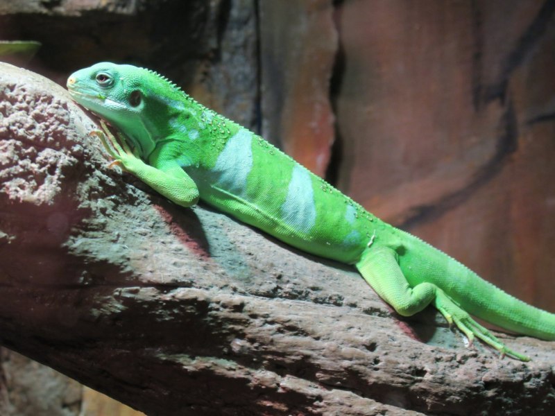 Brachylophus fasciatus