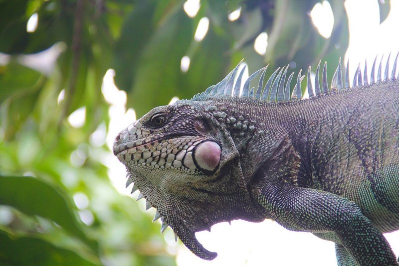 Brachylophus fasciatus