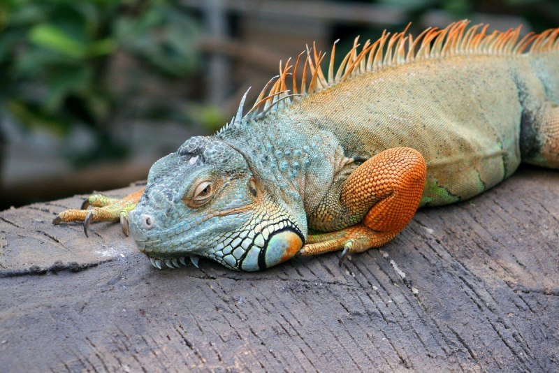 Ray Obiedo - Iguana