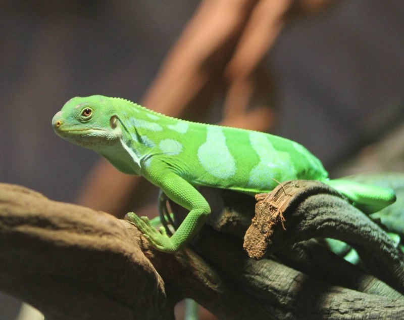 Brachylophus fasciatus — полосатая фиджийская игуана