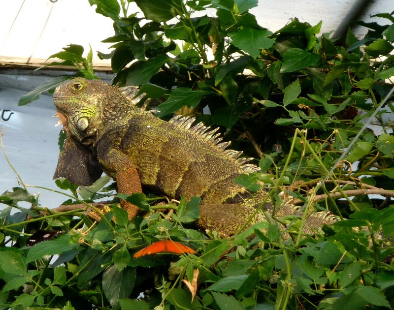 Iguana мотоцикл