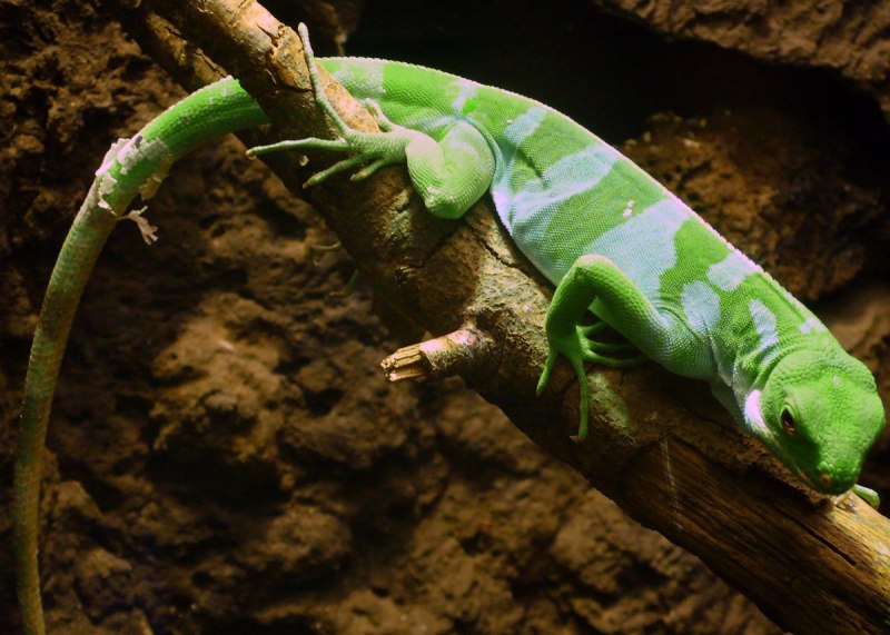 Brachylophus Vitiensis