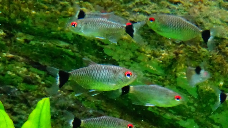 Филомена (Moenkhausia sanctaefilomenae)