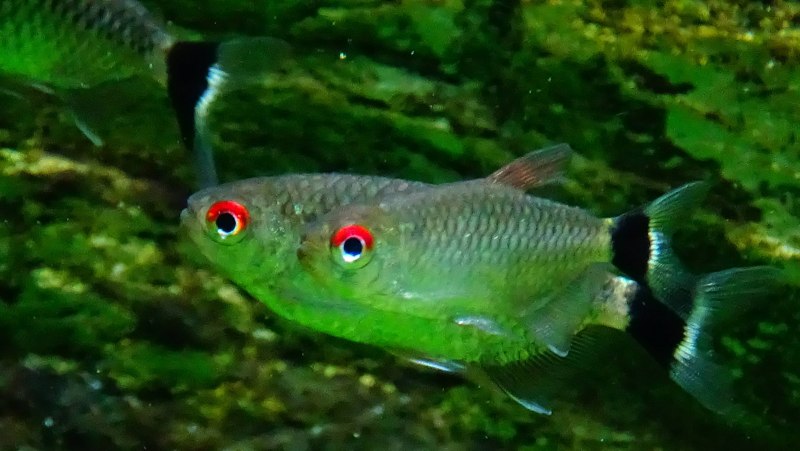 Тетра Филомена (Moenkhausia sanctaefilomenae)