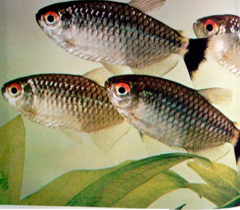 Филомена (Moenkhausia sanctaefilomenae)