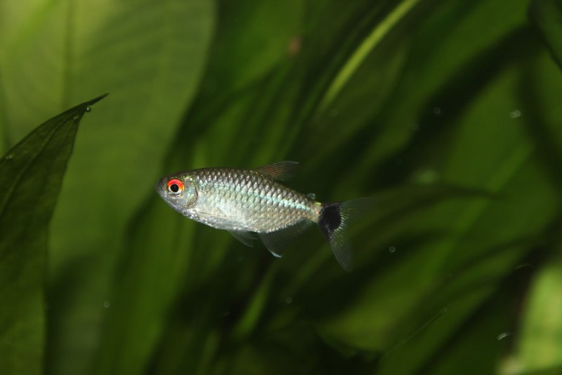 Тетра Филомена (Moenkhausia sanctaefilomenae)