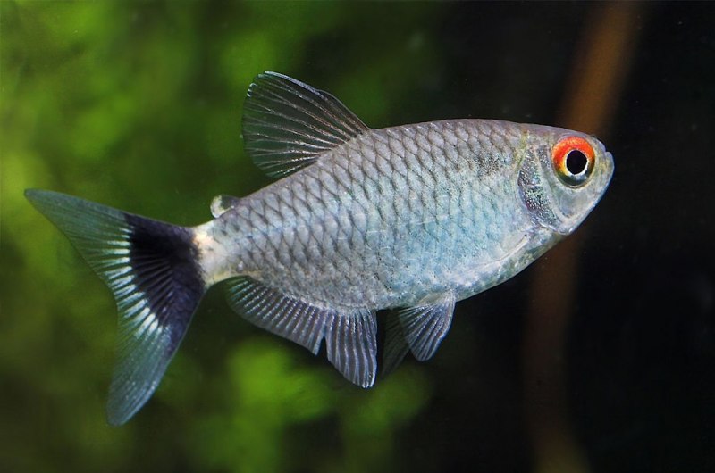 Тетра Филомена (Moenkhausia sanctaefilomenae)