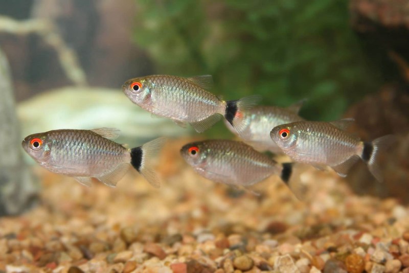 Филомена (Moenkhausia sanctaefilomenae)
