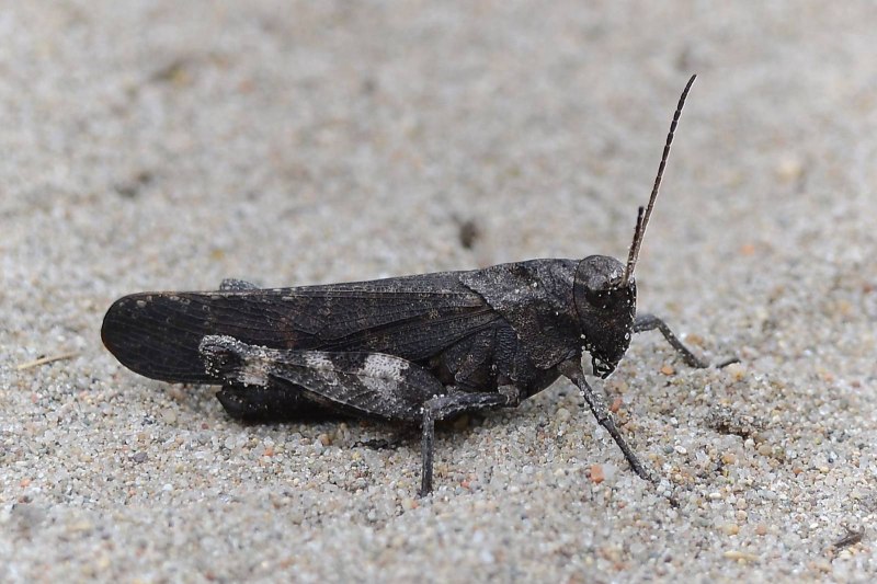 Psophus stridulus