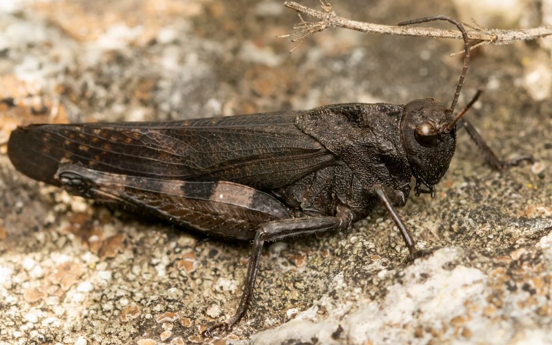 Кобылка трескучая – Psophus stridulus