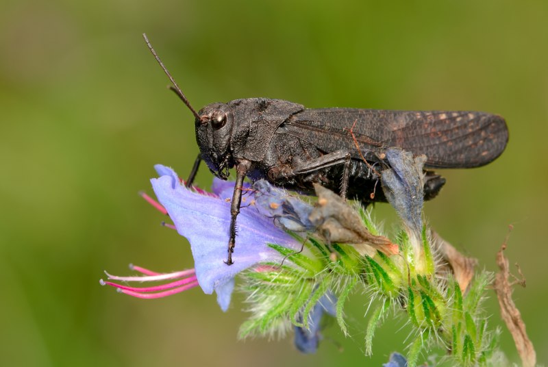 Phymateus saxosus