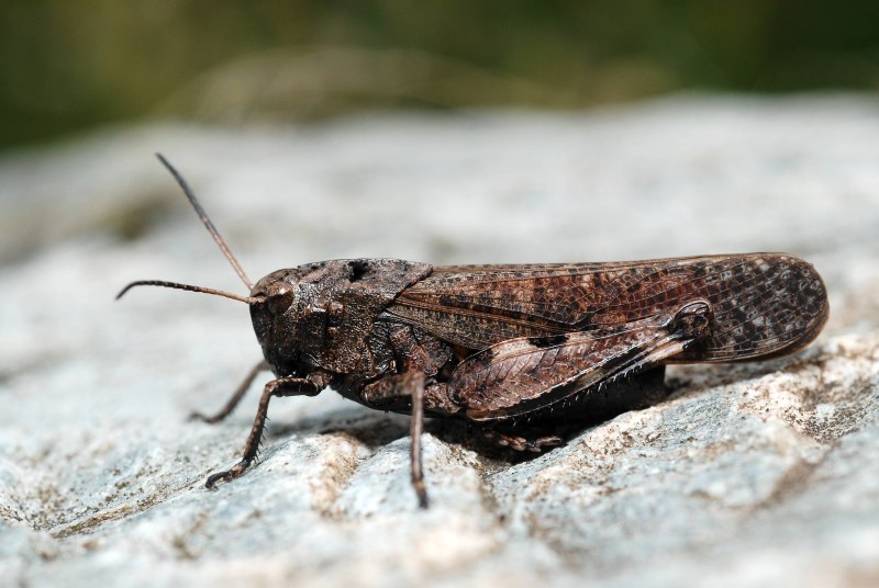 Psophus stridulus