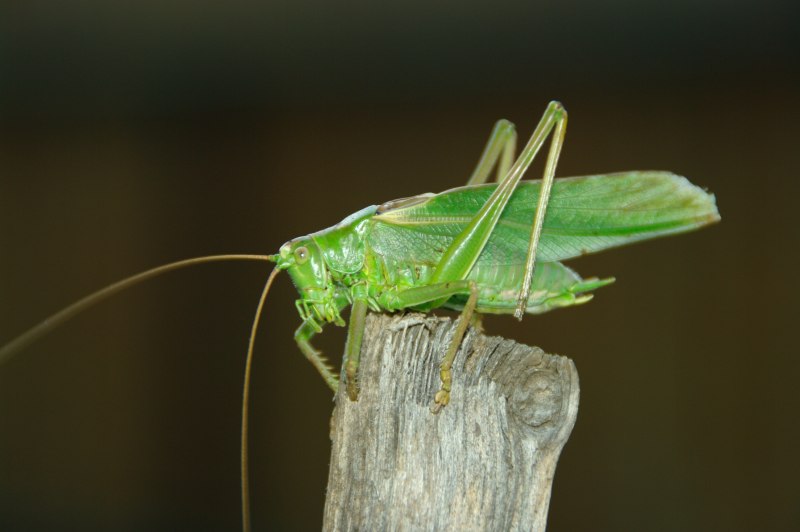 Кобылка темнокрылая / Stauroderus scalaris