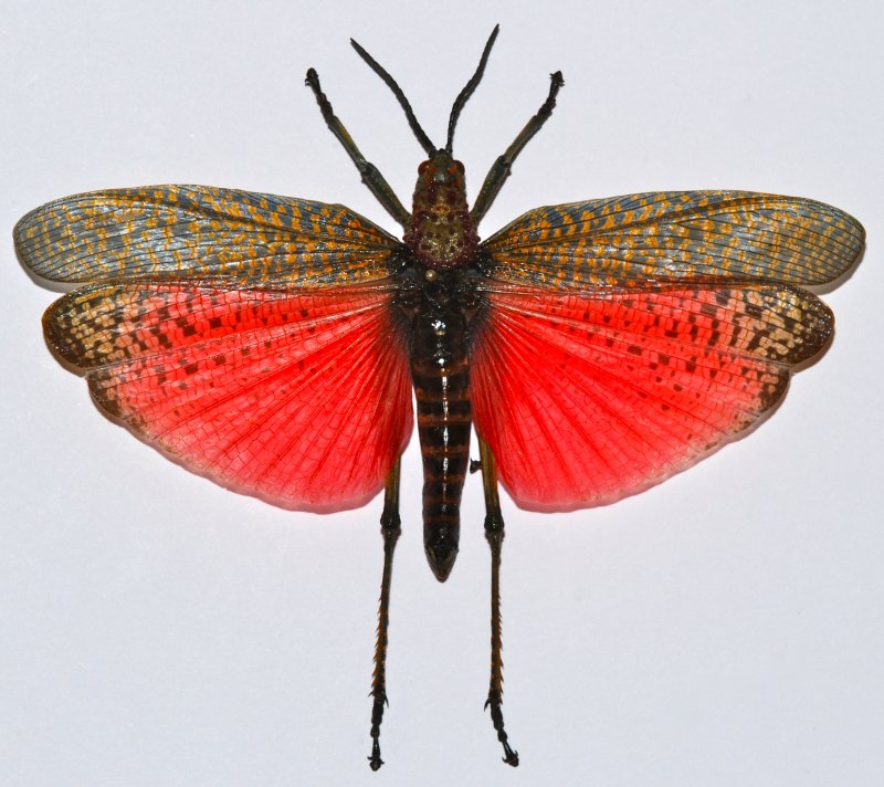 Огнёвка трескучая Psophus stridulus