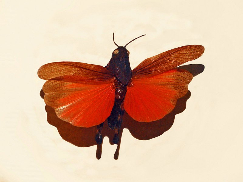 Огнёвка трескучая Psophus stridulus
