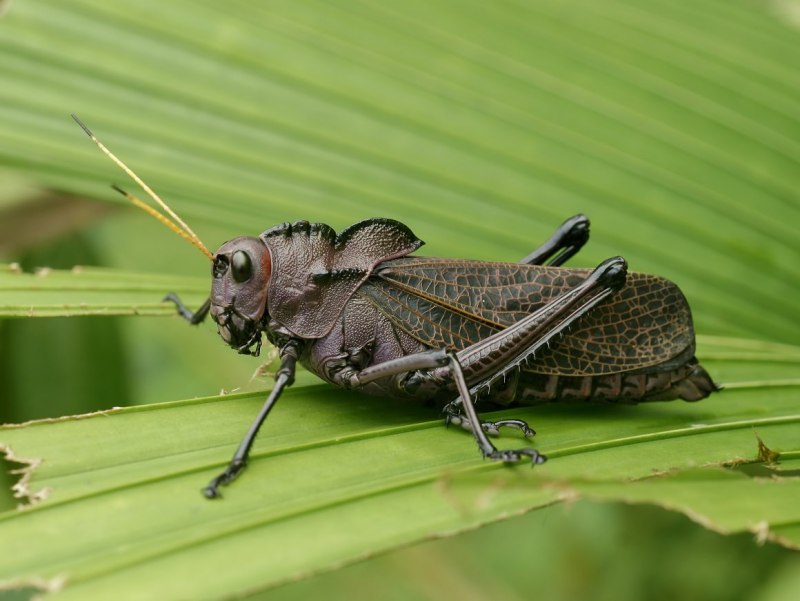 Chorthippus Jutlandica
